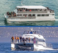 Luxury Whale Watching - Balboa Island - Fewer People, Extra Speed, Expert Staff 