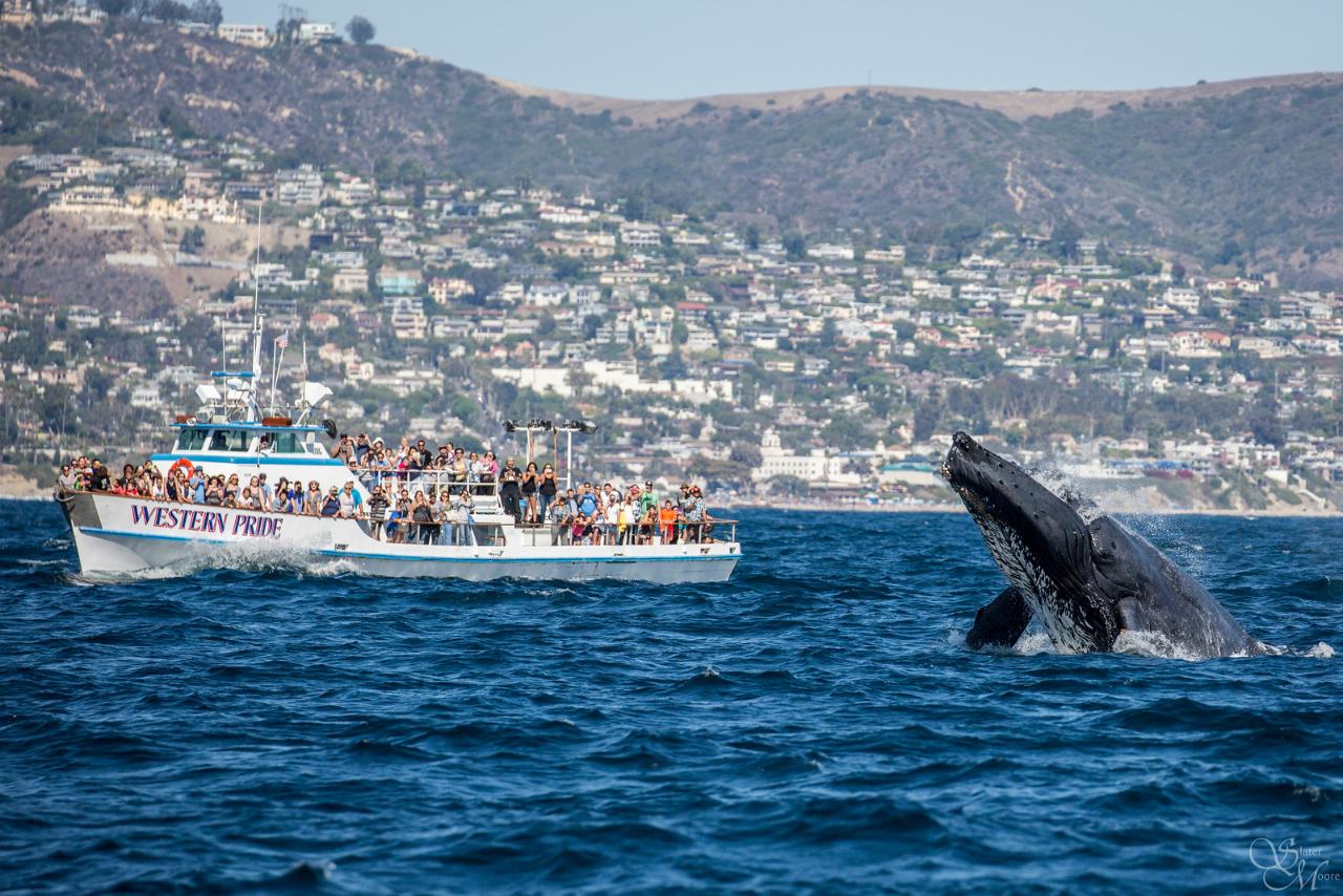 Captain’s Seating Whale Watching & Dolphin Cruise - Balboa Island
