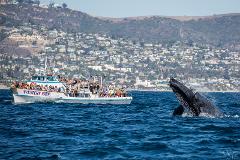 Captain’s Seating Whale Watching & Dolphin Cruise - Balboa Island