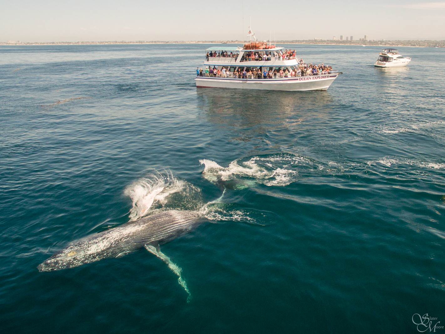 watching & dolphin cruises view giant blue whales, finback