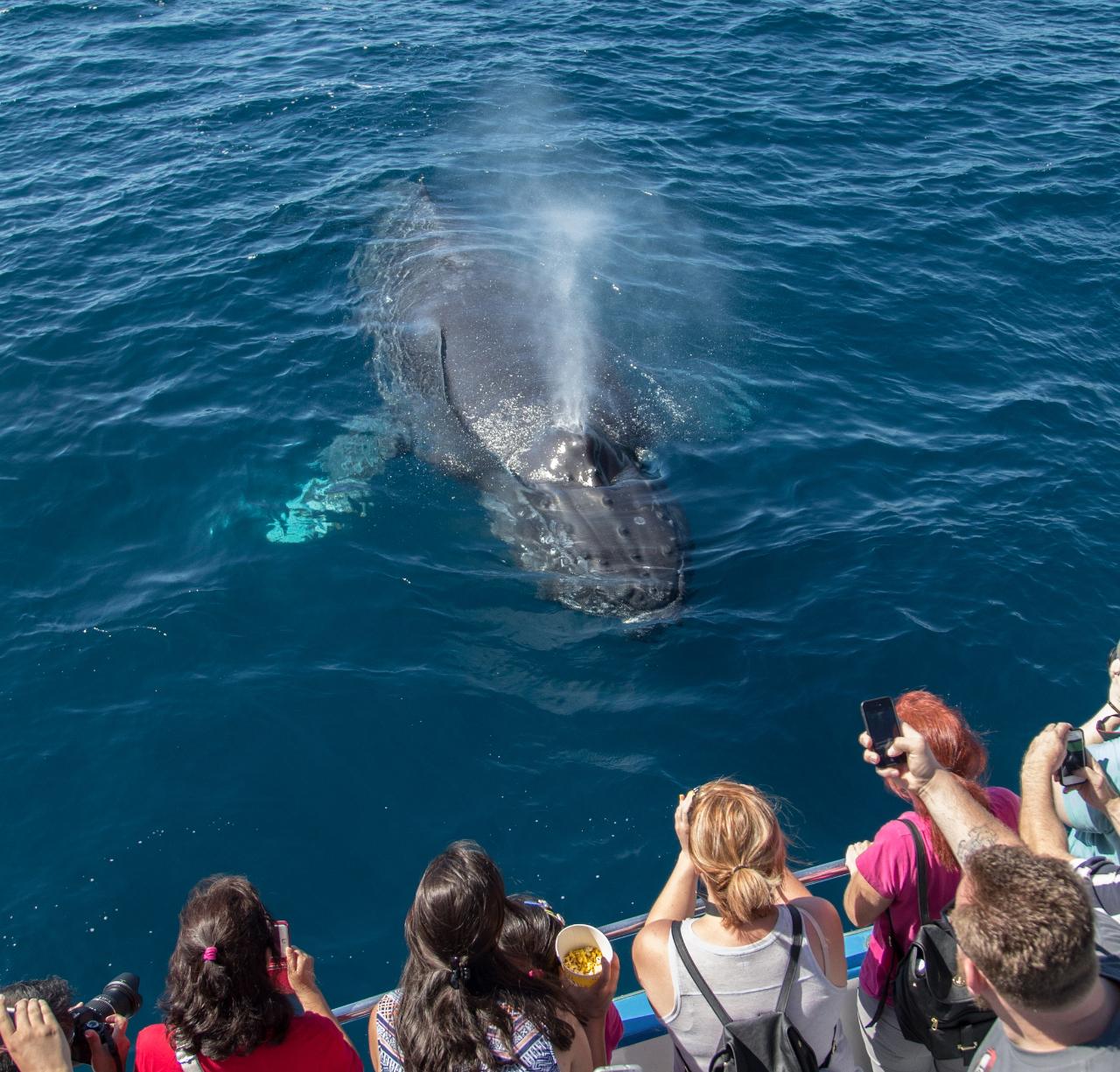 Newport Beach Whale Watching & Dolphin Cruise