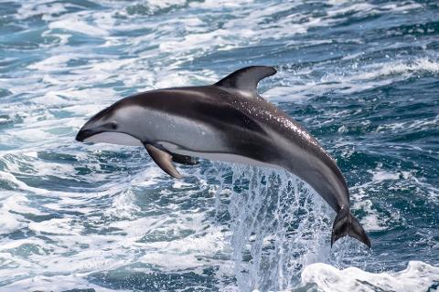 $13.00 Whale Watching & Dolphin Cruise