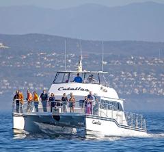 Luxury Whale Watching - Balboa Island - Fewer People, Extra Speed, Expert Staff 