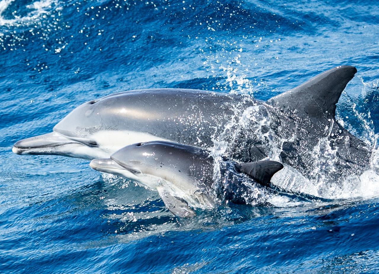$20 Whale Watch & Dolphin Cruise - EST