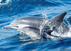 $20 Whale Watch & Dolphin Cruise - EST