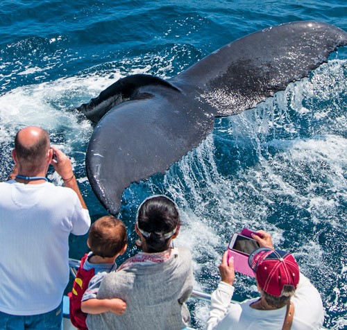 Whale Watching - Waikiki - $745 For 6 People - Waikiki Adventures