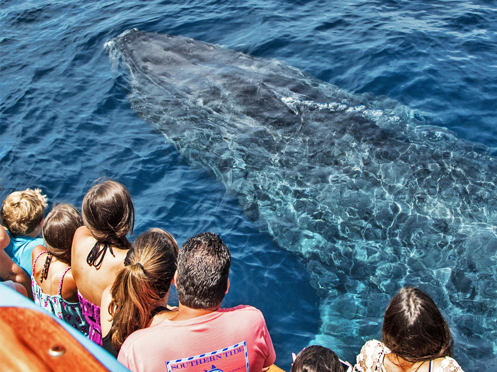 Whale Watching & Dolphin Cruise - Large Group