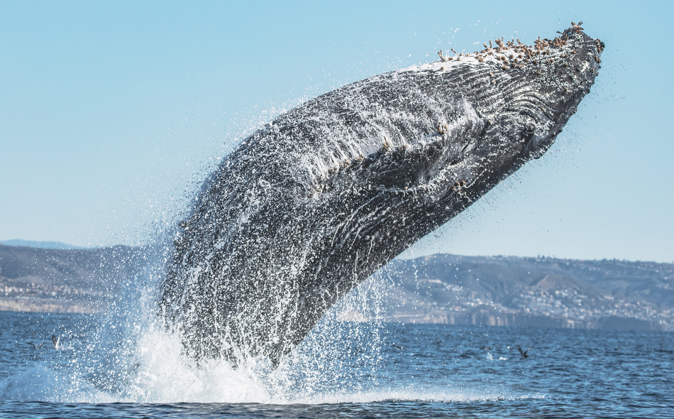 Full Day Catalina Island Whale Watching (6 Pass Max) - Davey's Locker