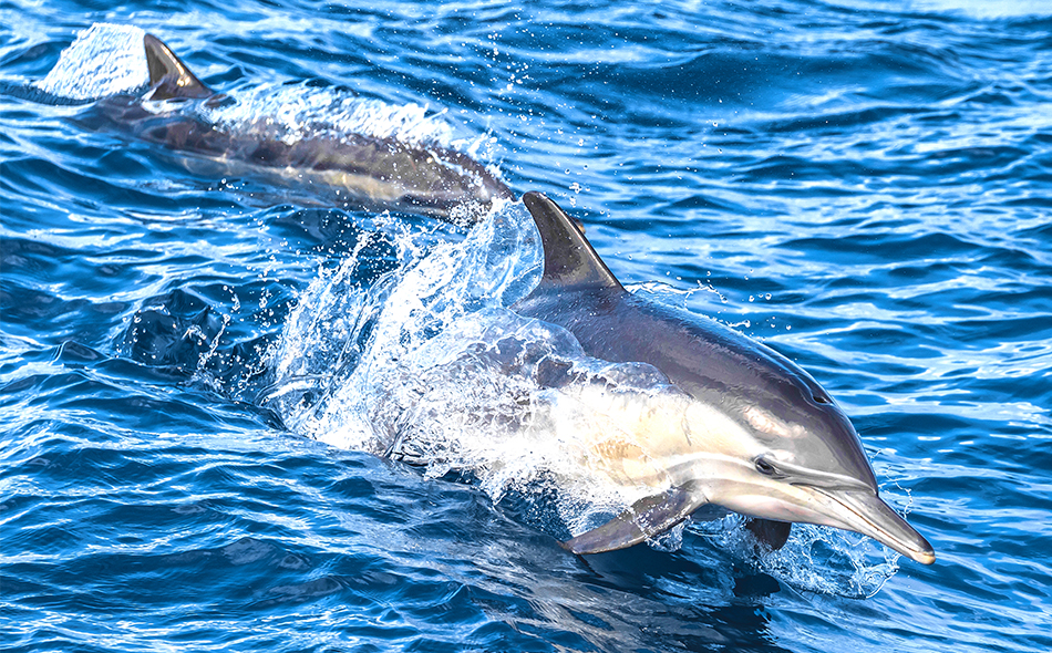 Full Day Catalina Island Whale Watching (6 Pass Max) - Davey's Locker