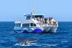 Whale Watching and Dolphin Tour departing from LONG BEACH