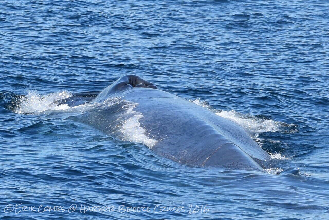 7-Hour extended Whale Watching departing from Long Beach