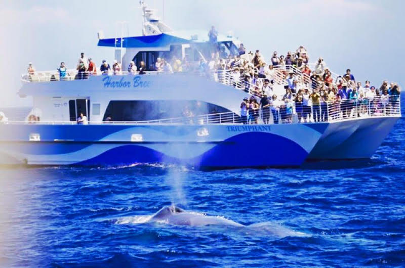 Long Beach Whale Watching