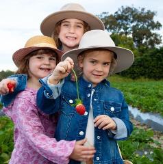  Pick Your Own Strawberries