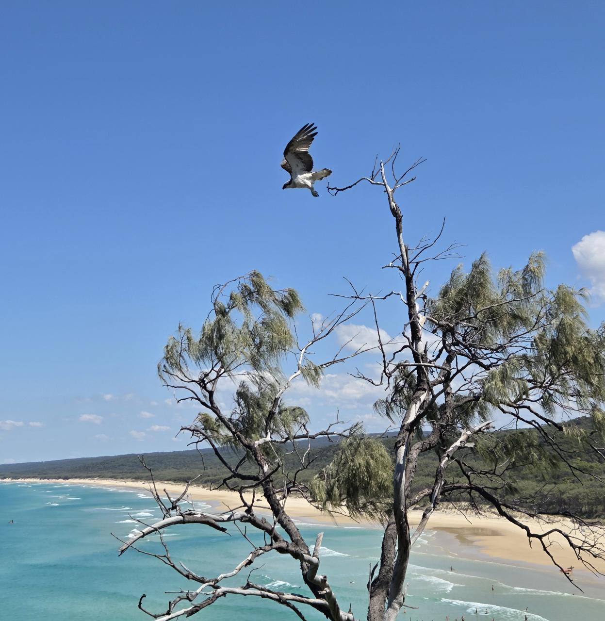 Gold Coast: Stradbroke Island Wildlife & Beach Day Tour