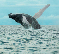 Whale Watching + Isla Iguana Day Tour