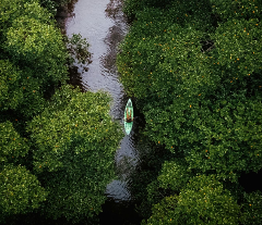Mangrove Boat Tour