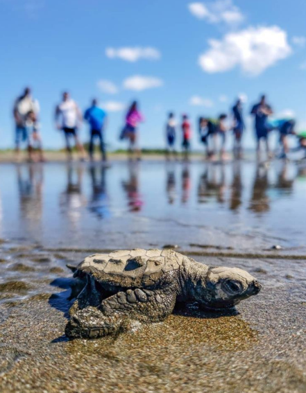 Turtle Watching Shared Tour 