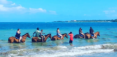 Horseback Beach Ride & Swim