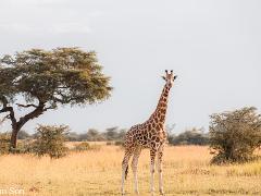  Primate Kingdoms: Explore Uganda and Rwanda's Wildlife Wonders in 14 days