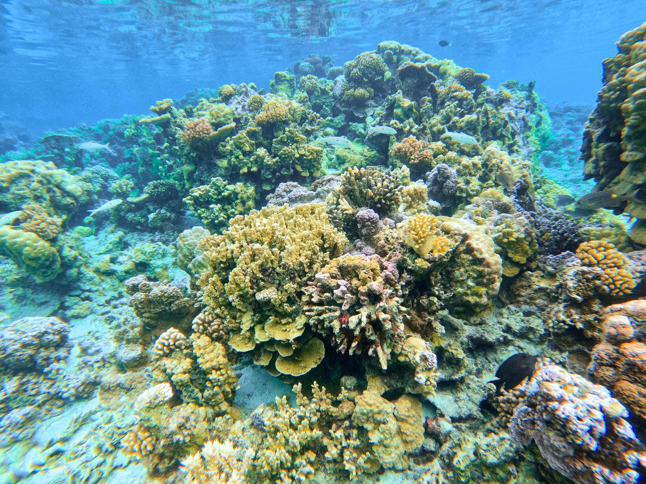 Coral Discovery Tour - Shared tour