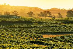 Barossa Valley Wine Tour