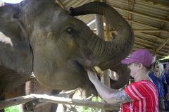 Hand-Feed The Elephants - Amazing Experience - Book Direct