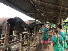 Ethical Elephant Sanctuary Interactive Tour - Starts 10AM