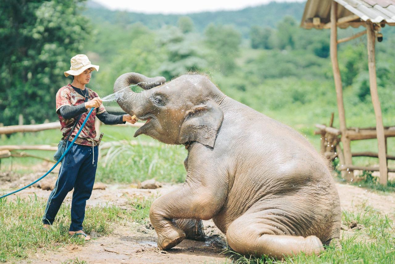 Elephant Feeding Experience - Chiang Mai Elephant Sanctuary