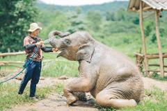 Elephant Feeding Experience - Chiang Mai Elephant Sanctuary