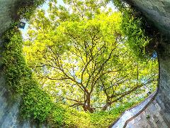Singapore Fort Canning Hill Half Day Guided Tour