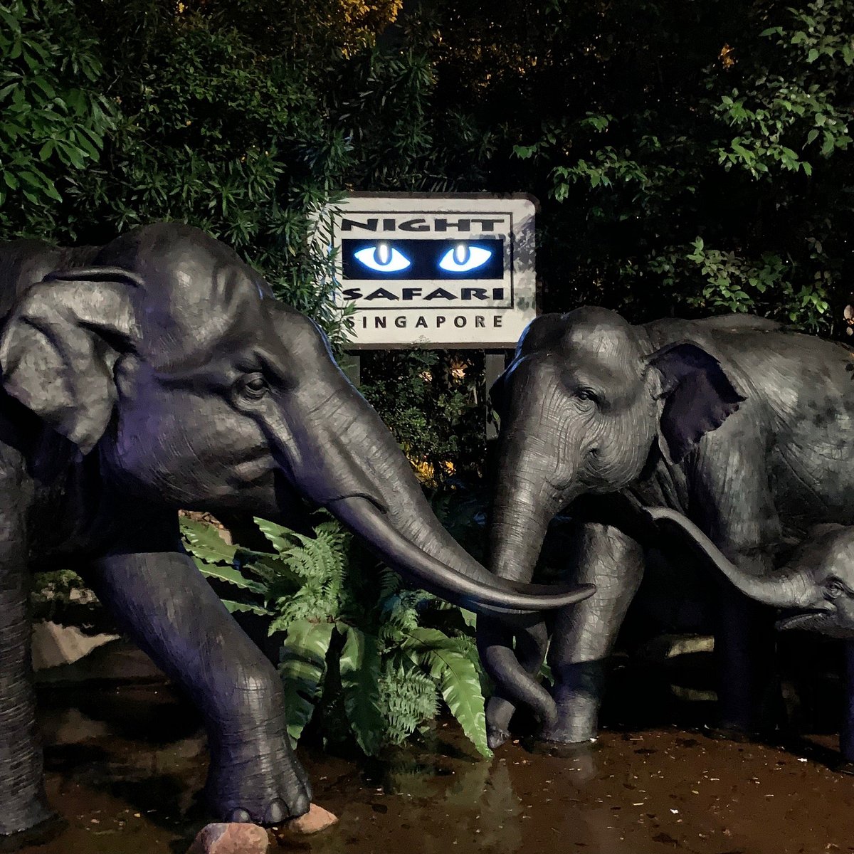 Singapore Night Safari, Mandai Wildlife Reserves