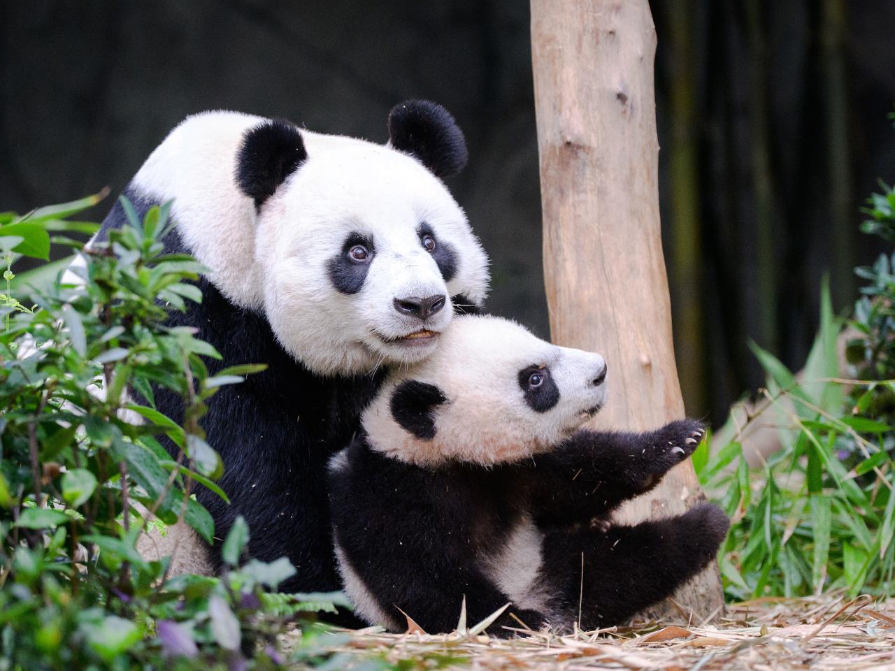Singapore Zoo and River Wonders, Mandai Wildlife Reserve