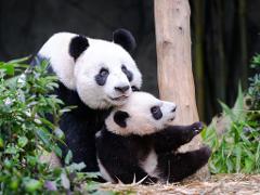 Singapore Zoo and River Wonders, Mandai Wildlife Reserve