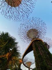 Singapore Flyer & Gardens By The Bay Spectacular