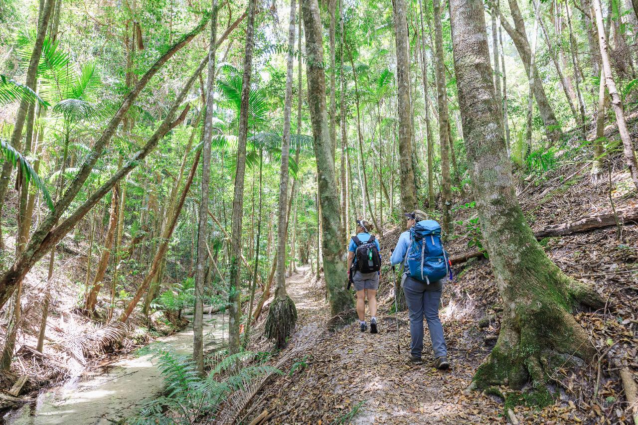Pack Free Camping: Rainforest Eco Hike - 3 Days