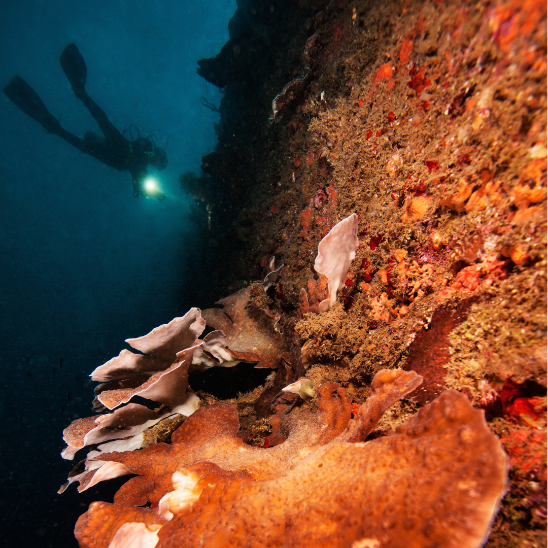 Single Shore Dive - SS Coolidge (Night)