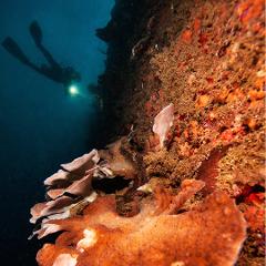 Single Shore Dive - SS Coolidge (Night)