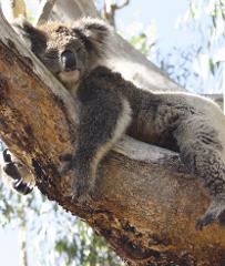 Are Koalas Boring?