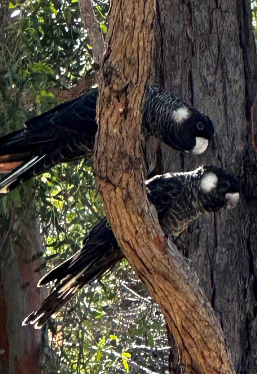 Cockatoo Capers