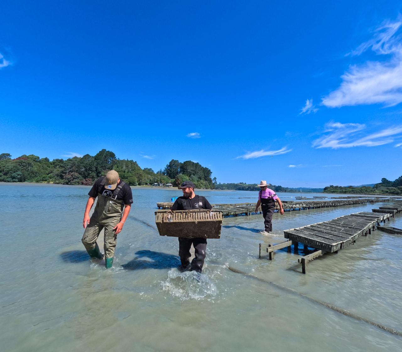Ōhiwa Oyster Farm Tour