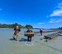 Ōhiwa Oyster Farm Tour