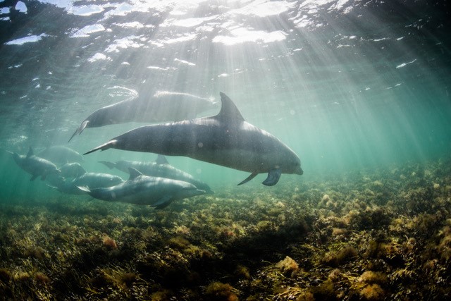 Sea Lion & Dolphin Sightseeing Tour