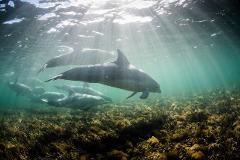 Sea Lion & Dolphin Sightseeing Tour 