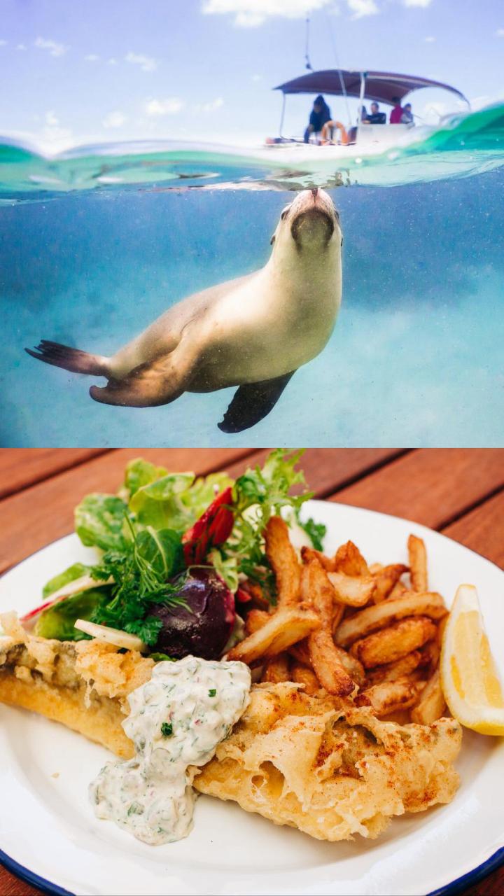 Sea Lion & Dolphin Tour: SWIMMING with Lunch included