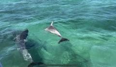 Sea Lion & Dolphin Tour - NO SWIM