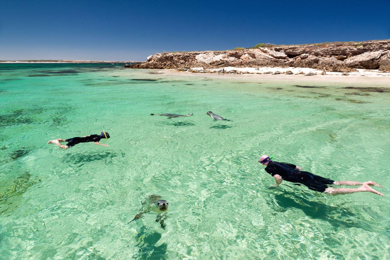 Sea Lion & Dolphin Tour: SIGHTSEEING