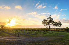 All-Inclusive Hahndorf Wine Tour and Lunch