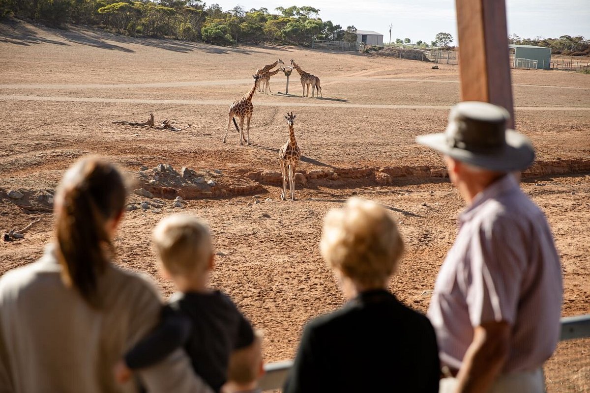 City to Safari: Monarto Safari Park Family Adventure