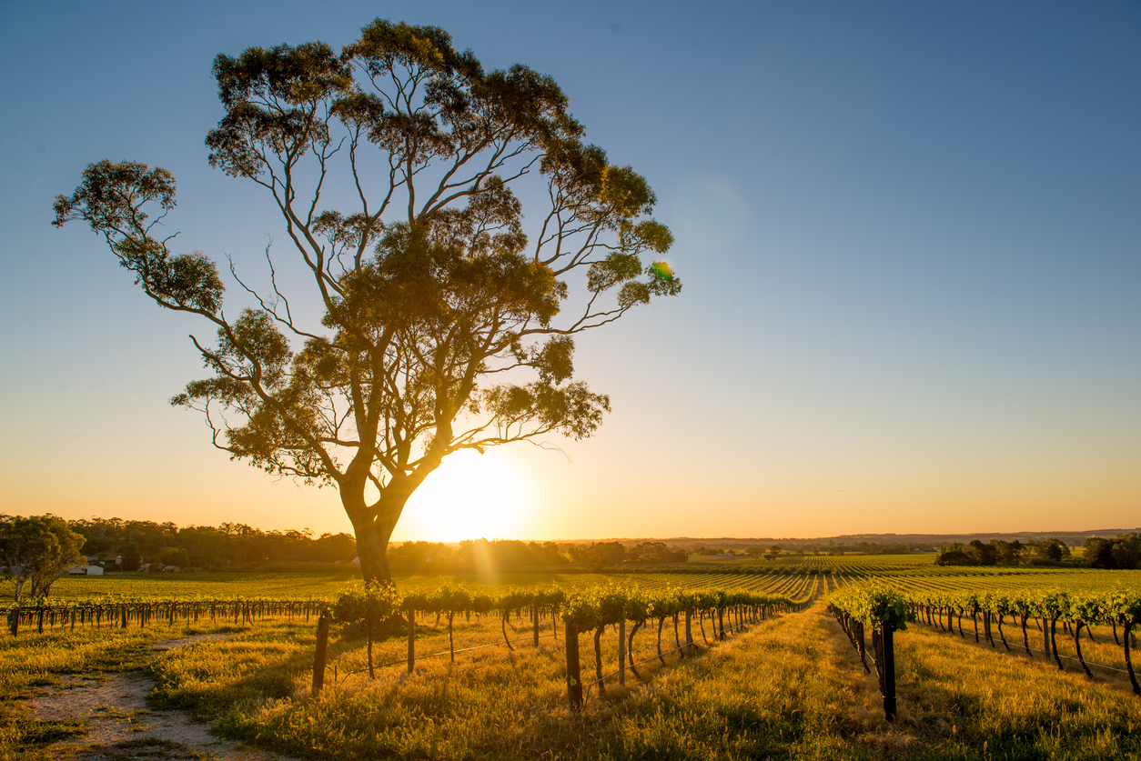 Langhorne Creek Tasting Experience 