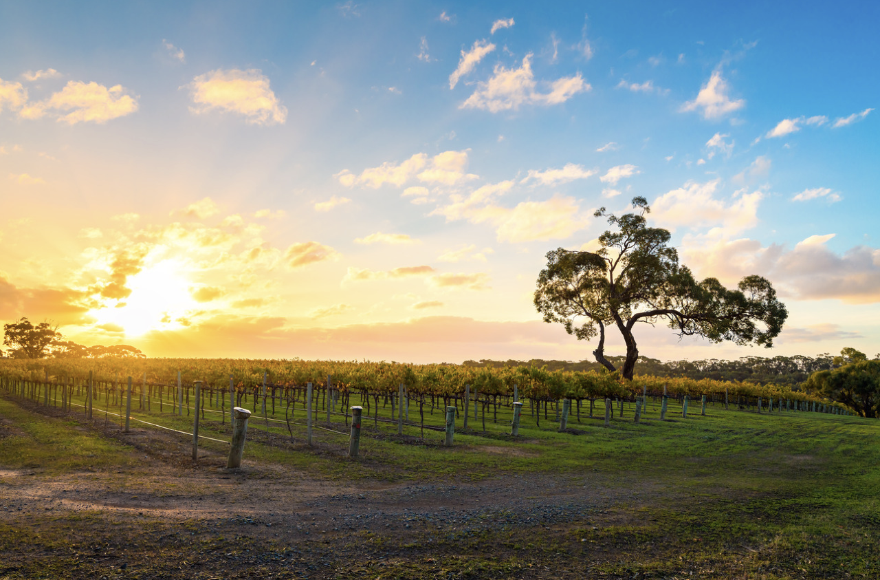 Door to Door Concierge: McLaren Vale Wine Adventure Full-Day Tour - Photo 1